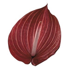 Anth A Safari 13cm Ø