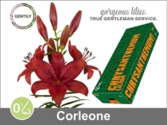 Li La Corleone 90cm 55+