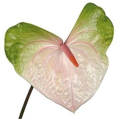 Anth A Acura 13cm Ø