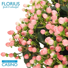 Hyper Coco Casino 60cm