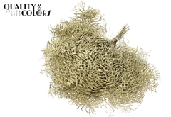Coralfern Gold