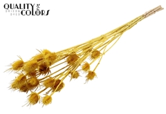 Cardi 5 Bl. Yellow