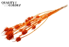 Cardi 5 Bl. Orange