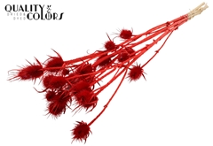 Cardi 5 Bl. Red