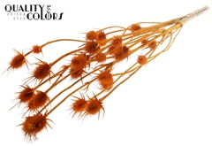 Cardi 5 Bl. Apricot