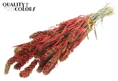 Gierst Bico Red 60cm 250gram