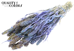 Gierst Bico Li. Blue 60cm 250gram