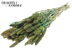 Gierst Bico Green 60cm 250gram