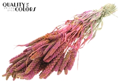 Gierst Bico Cerise 60cm 250gram