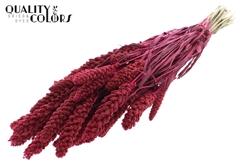 Gierst Cerise 70cm 250gram
