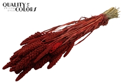 Gierst Red 70cm 250gram