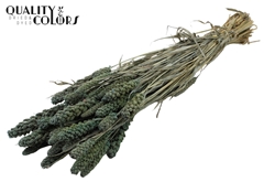 Gierst Fr. Li. Blue 70cm 250gram