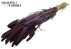 Gierst Purple 70cm 250gram