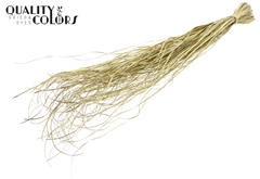 Beargr Dried Gold 60cm