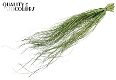 Beargr Dried Li. Green 60cm