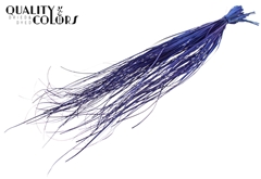 Beargr Dried Blue 60cm