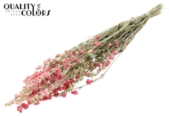 Delphi Dried Li. Pink 70cm
