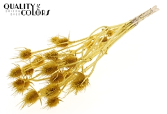 Cardi 10 Metal Yellow