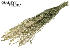 Delphi Dried White 70cm