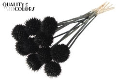 Lions Tail Black 50cm