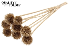 Lions Tail Antique Gold 50cm
