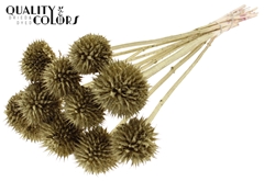 Lions Tail Gold 50cm