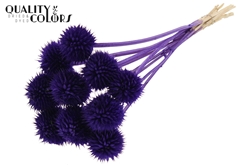 Lions Tail Purple 50cm