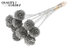 Lions Tail Platina 50cm