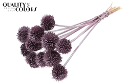 Lions Tail Metal Pink 50cm