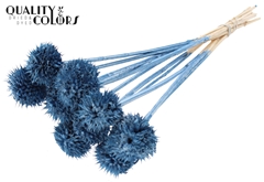 Lions Tail Metal Blue 50cm