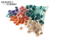 Cardi 10 Pearl Mixed