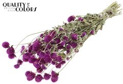 Gomphrena Purple 55cm 100gram