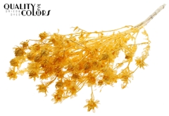 Cartha Bl Apricot 70cm