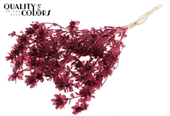 Cartha Bl Bordeaux 70cm