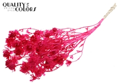 Cartha Bl Cerise 70cm
