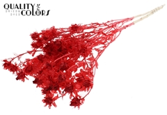 Cartha Bl Red 70cm