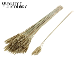 Droogbl Bewerkt H% 55cm
