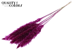 Pampas Fluf Lilac 70cm