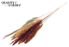 Pampas Fluf Pumpk Spice 70cm
