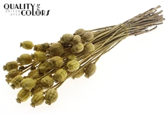 Papaver Metal Yellow 60cm 200gram