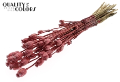 Papaver Metal Red 60cm 200gram