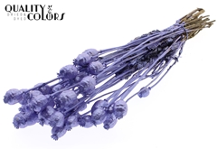 Papaver Metal Purple 60cm 200gram