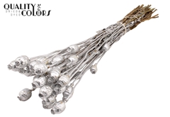 Papaver Silver 60cm 200gram