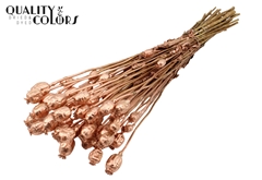 Papaver Copper 60cm 200gram