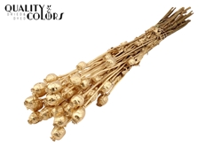 Papaver Ant. Gold 60cm 200gram