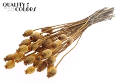 Papaver Apricot 60cm 200gram