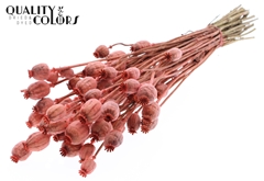 Papaver Coral 60cm 200gram