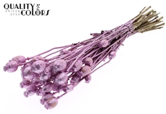 Papaver Fr. Pink 60cm 200gram