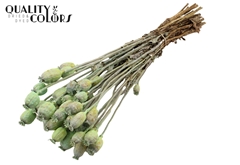 Papaver Fr. Mint 60cm 200gram