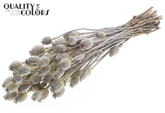Papaver Fr. Li. Yellow 60cm 200gram